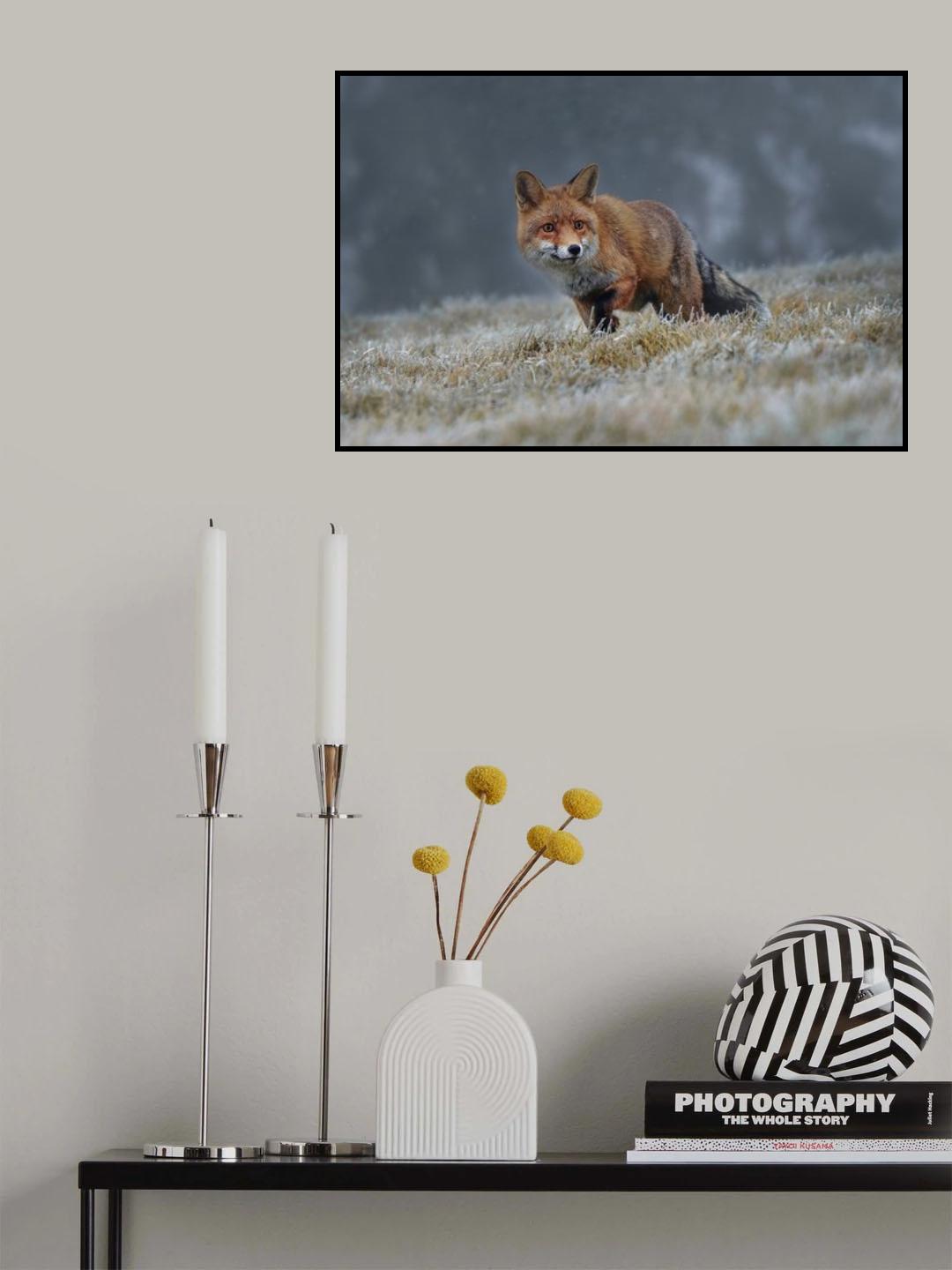 Red fox Poster och Canvastavla