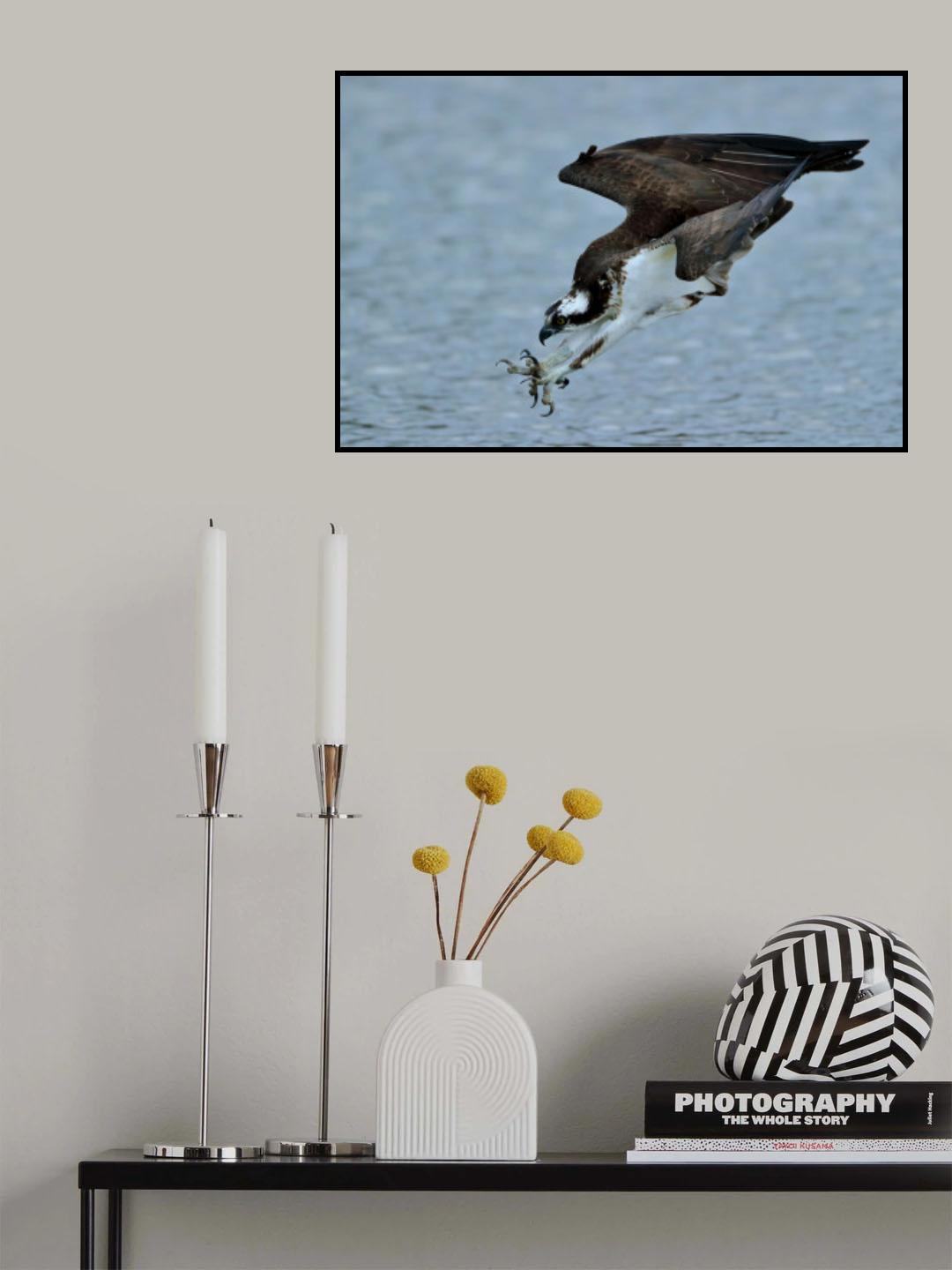 Osprey Poster och Canvastavla