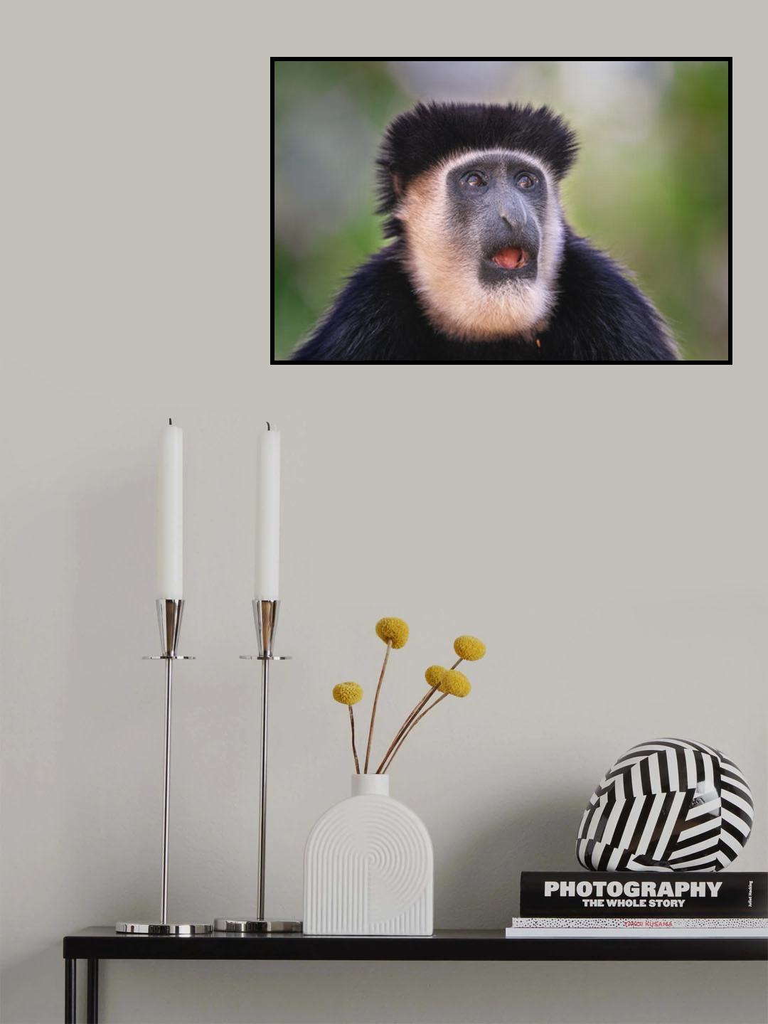 Colobus Guereza Poster och Canvastavla