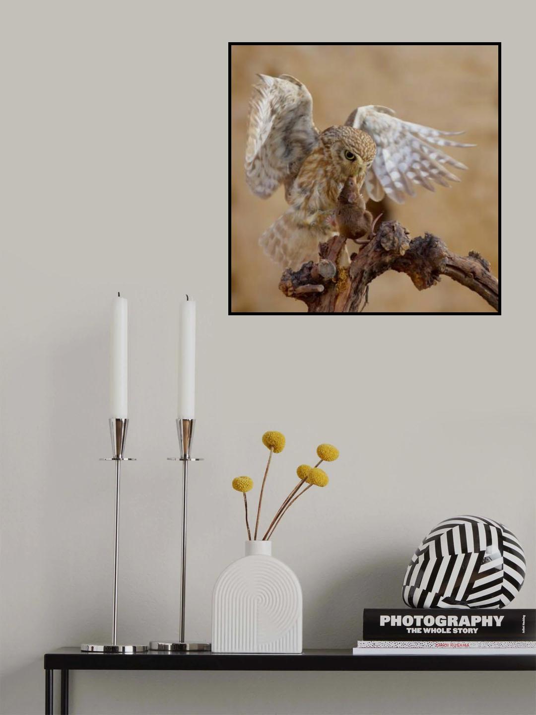 Little Owl Poster och Canvastavla