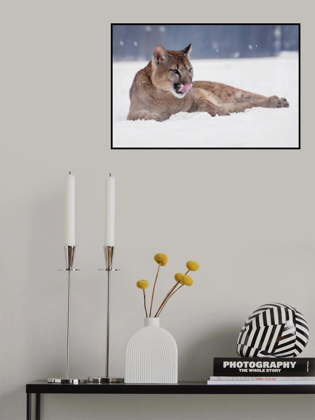 Resting cougar Poster och Canvastavla