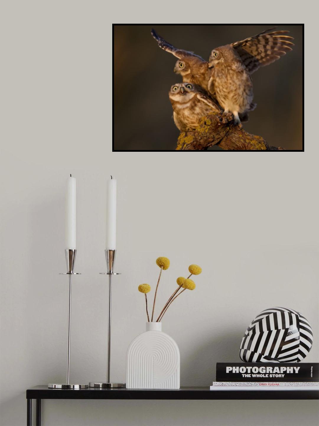 Little owls Poster och Canvastavla