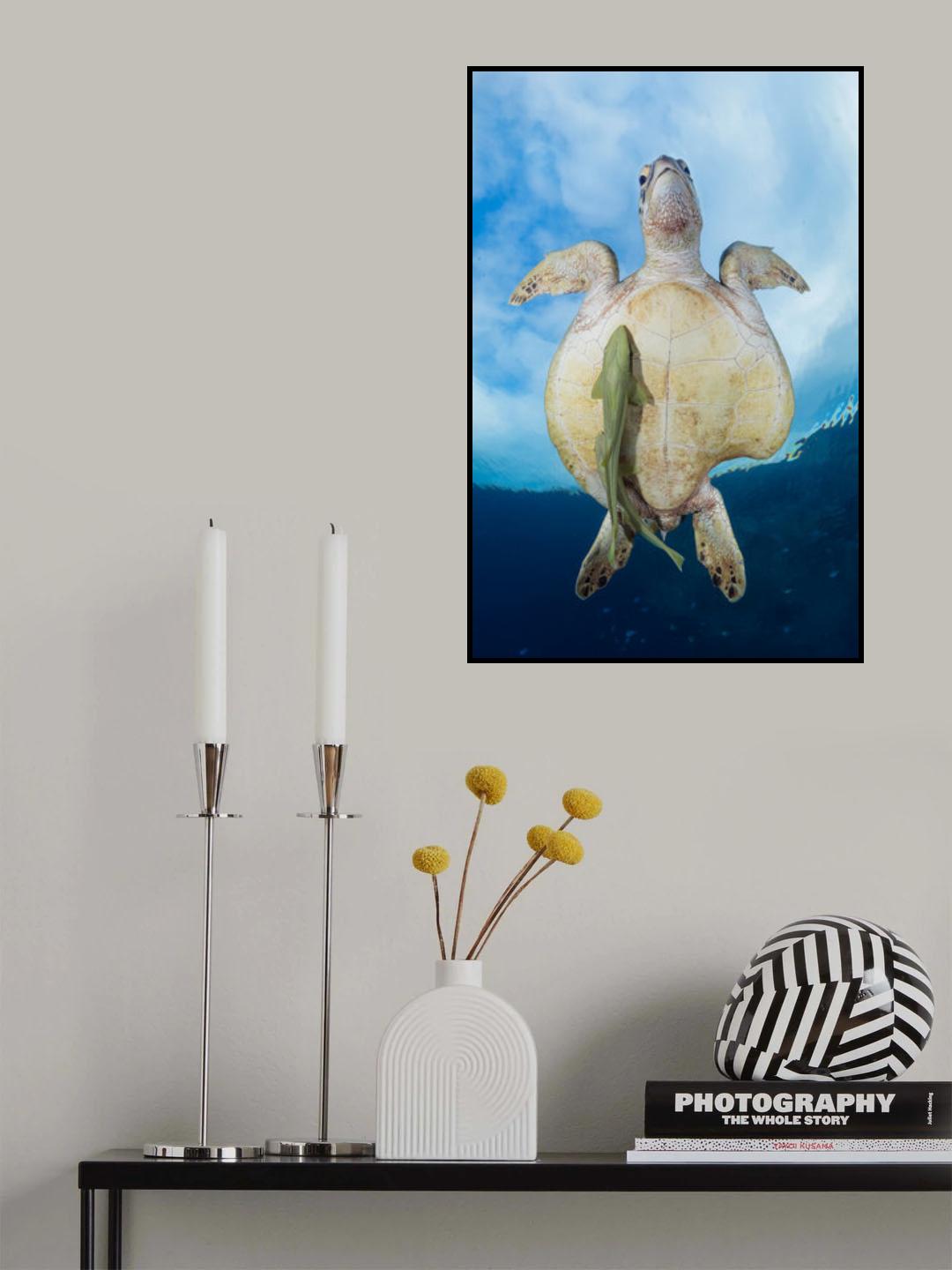 Green Sea turtle survivor Poster och Canvastavla