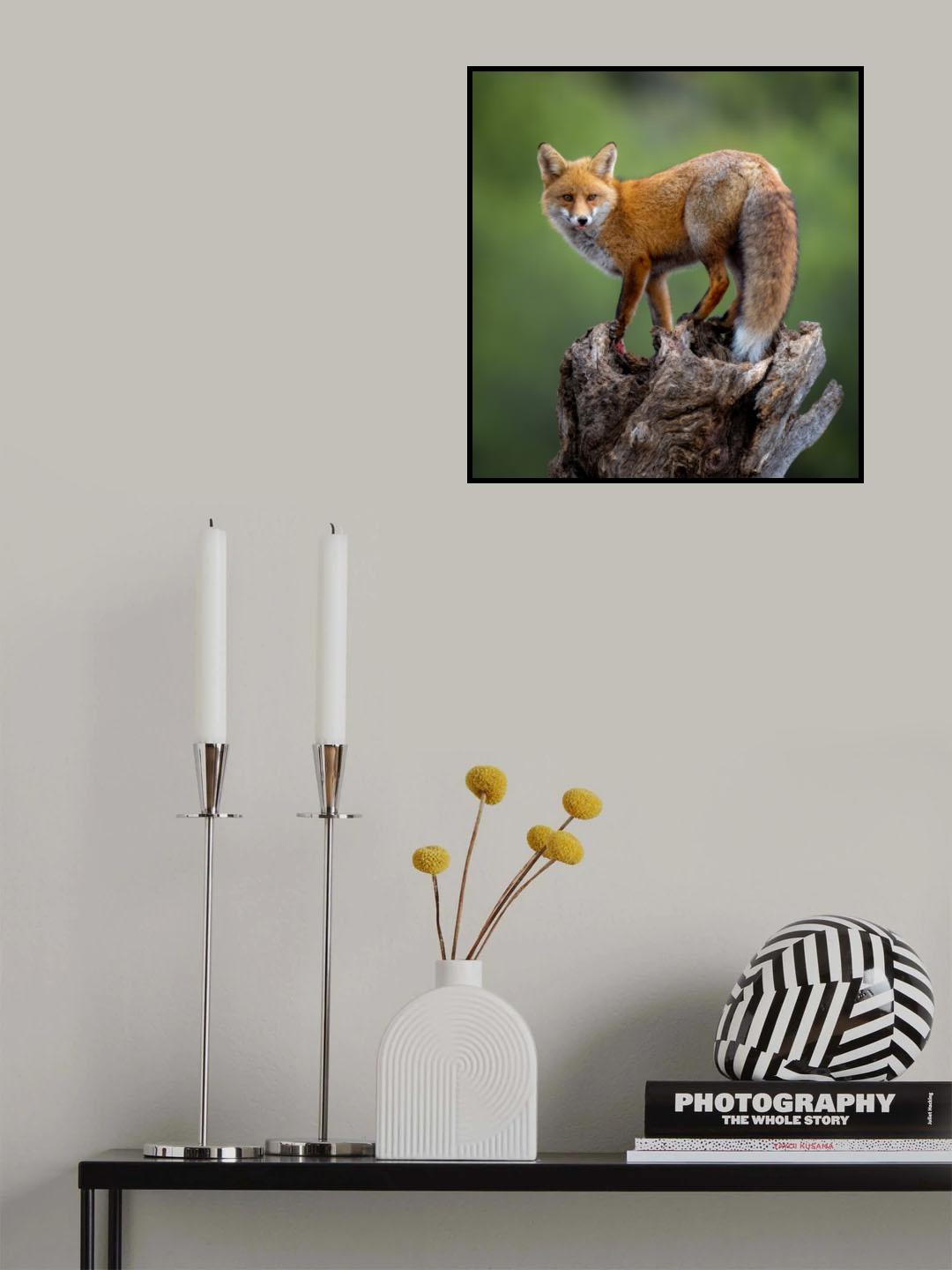 A beautiful red fox poses in the early morning golden light. Poster och Canvastavla