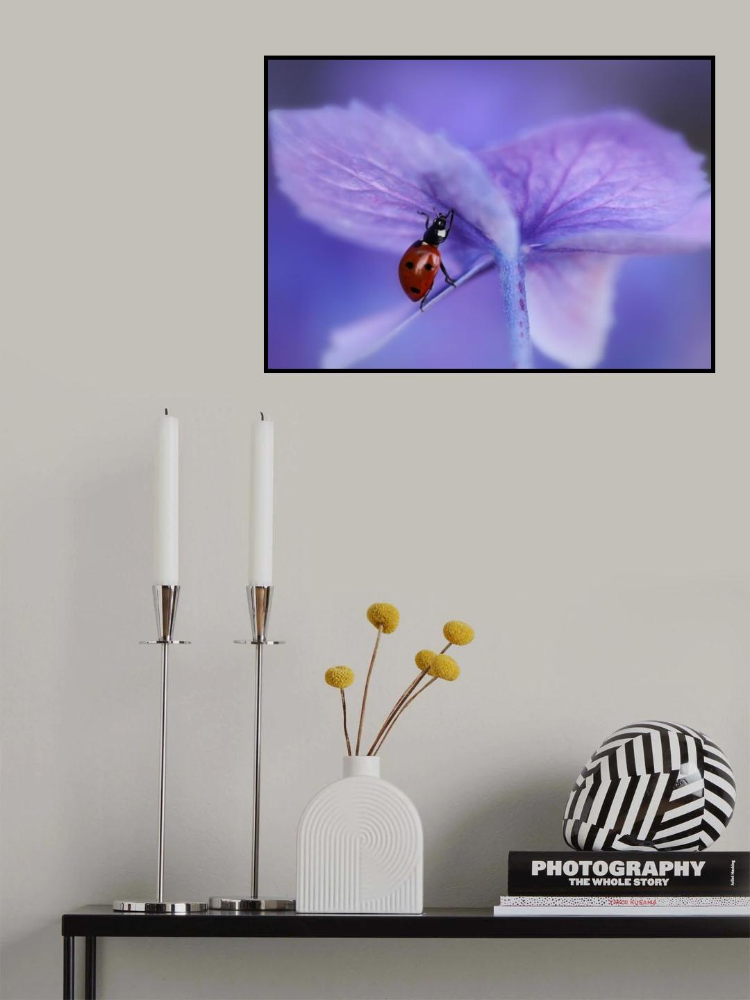Ladybird on purple hydrangea Poster och Canvastavla