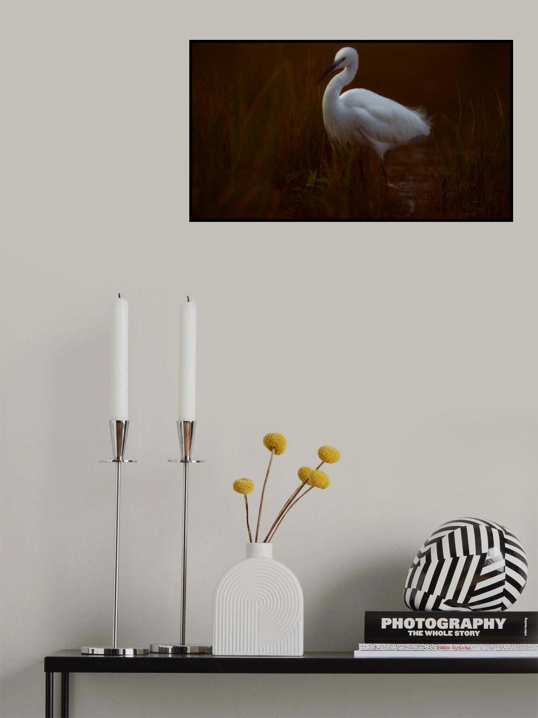 Little egret Poster och Canvastavla
