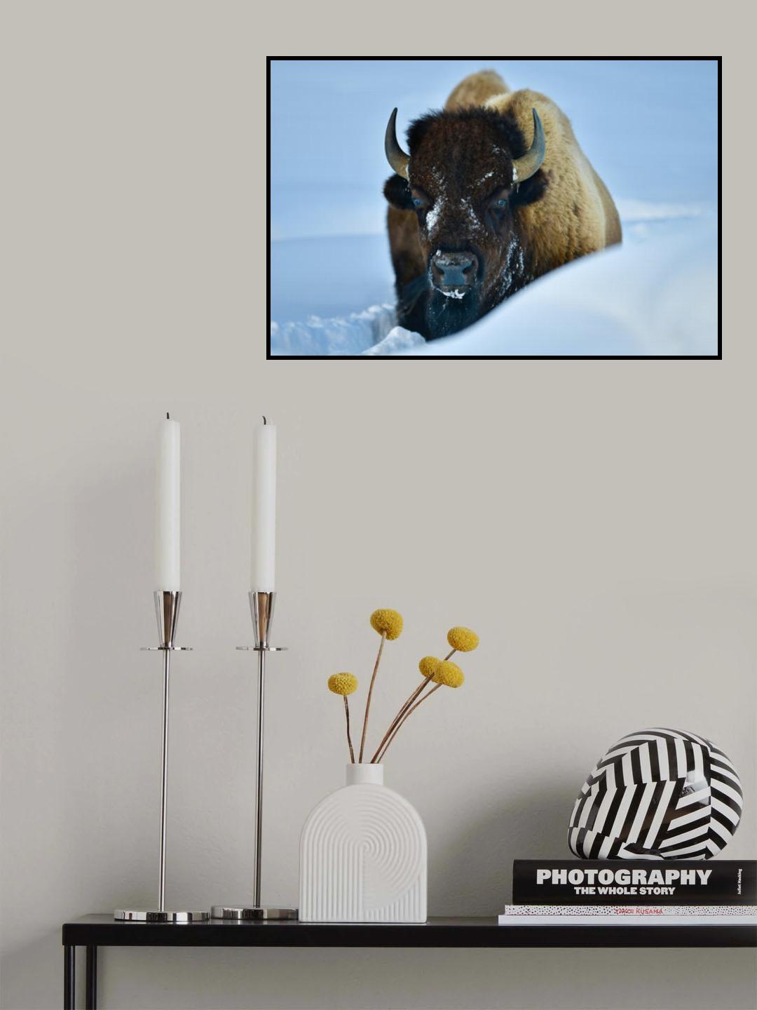 WINTER BISON Poster och Canvastavla
