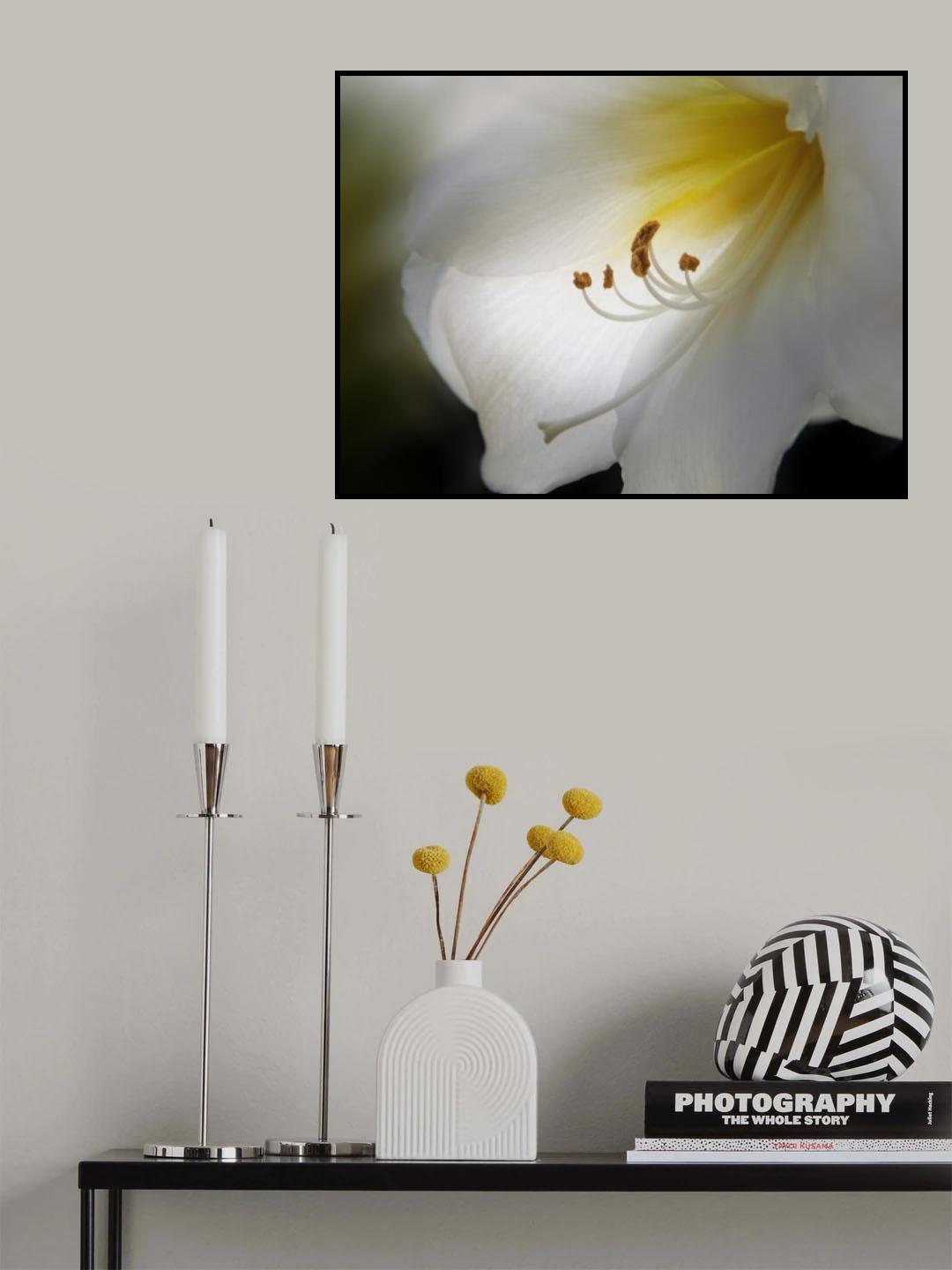 AMARYLLIS Poster och Canvastavla