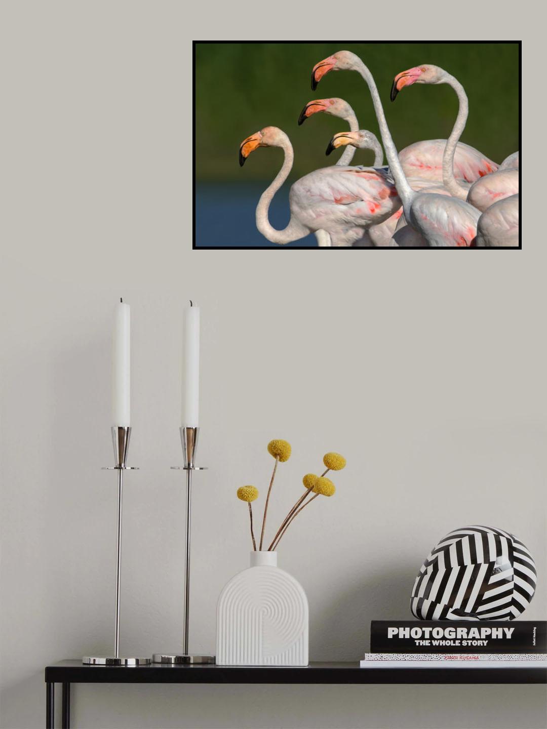 Flamingos walking Poster och Canvastavla