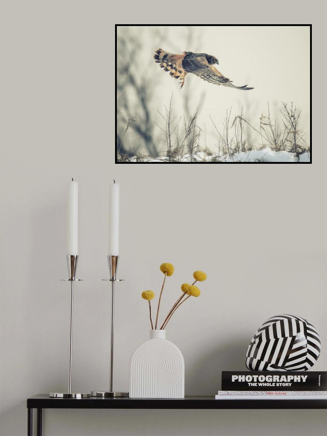 Hen harrier hunting in winter Poster och Canvastavla