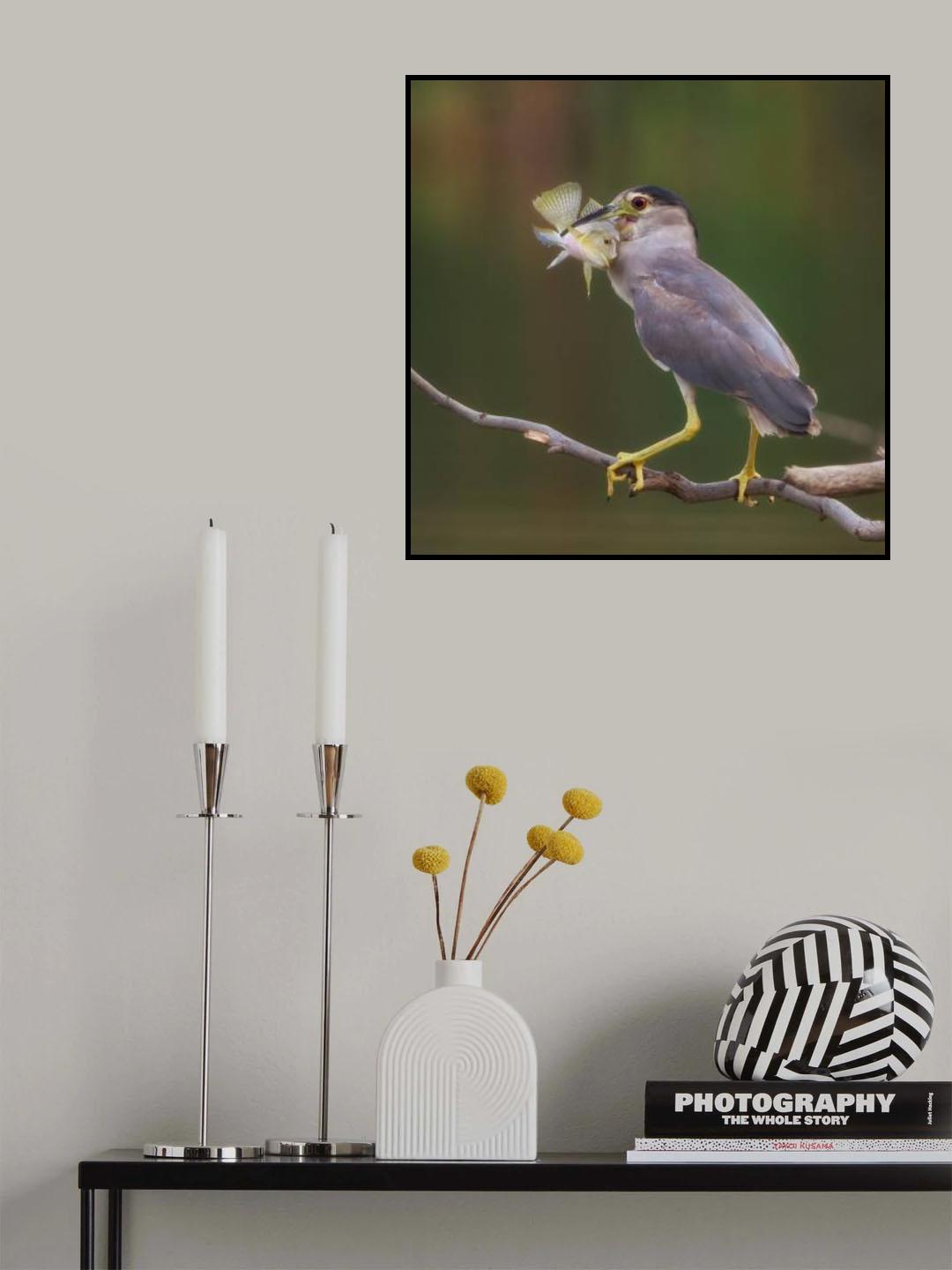 Night heron Poster och Canvastavla