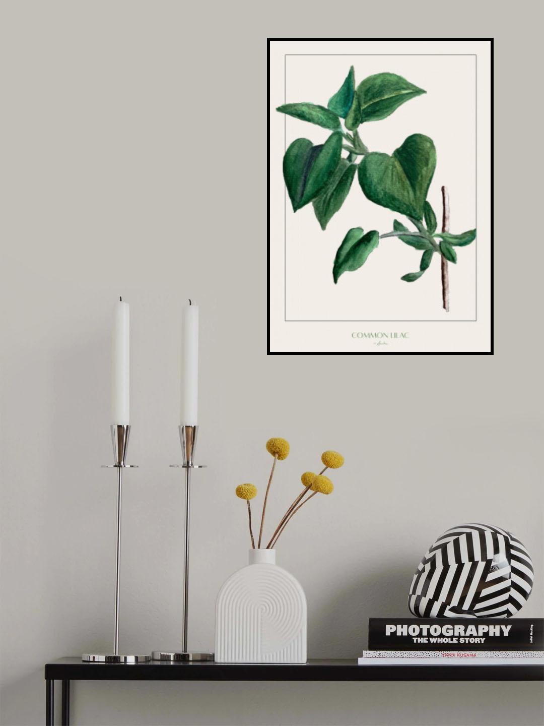 Common lilac Poster och Canvastavla