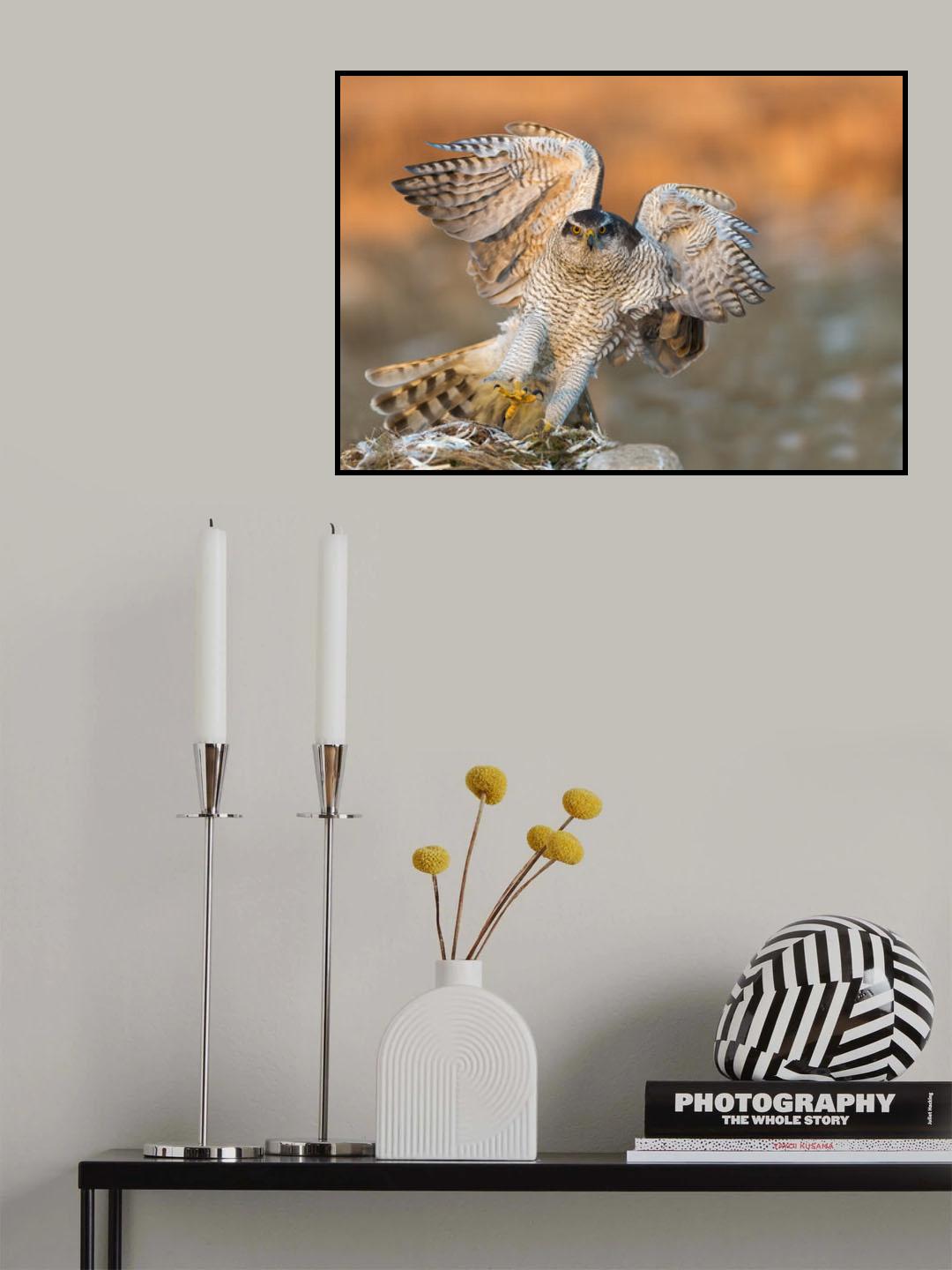 Goshawk Poster och Canvastavla