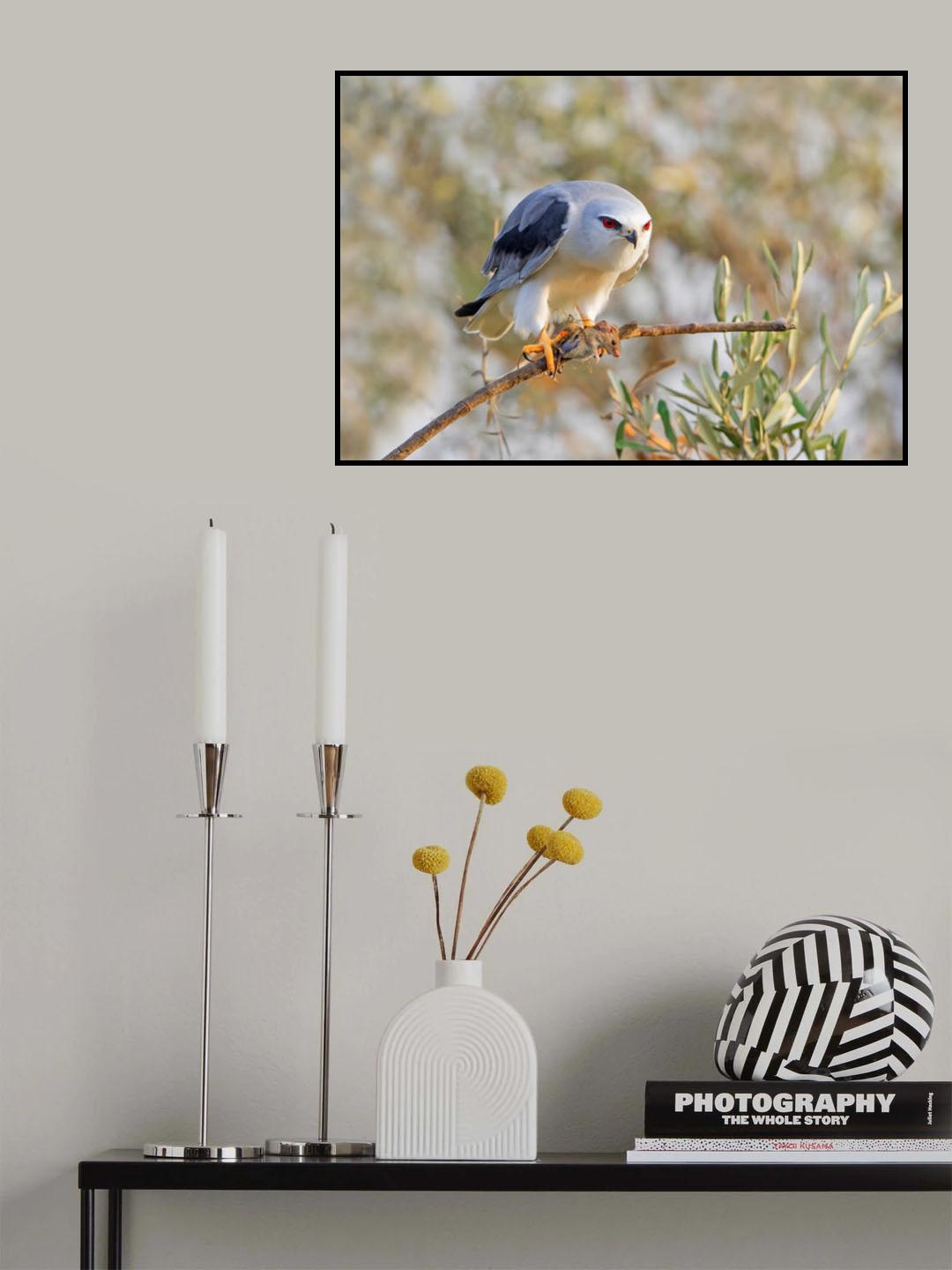 Black Shouldered Kite with a Vole Poster och Canvastavla