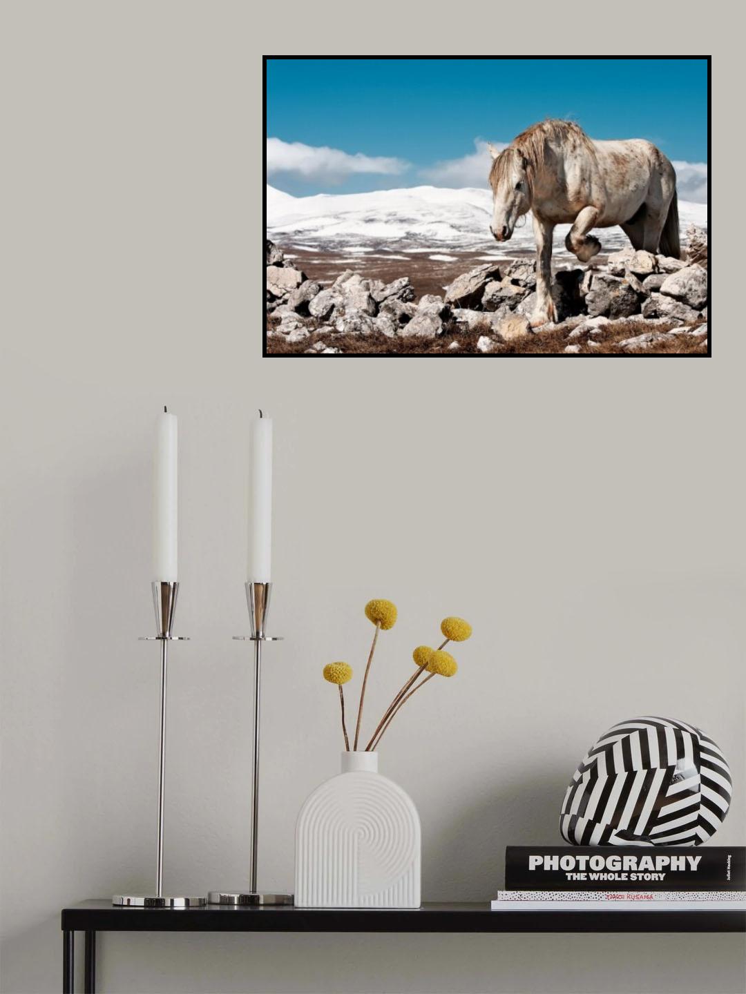 White horse Poster och Canvastavla