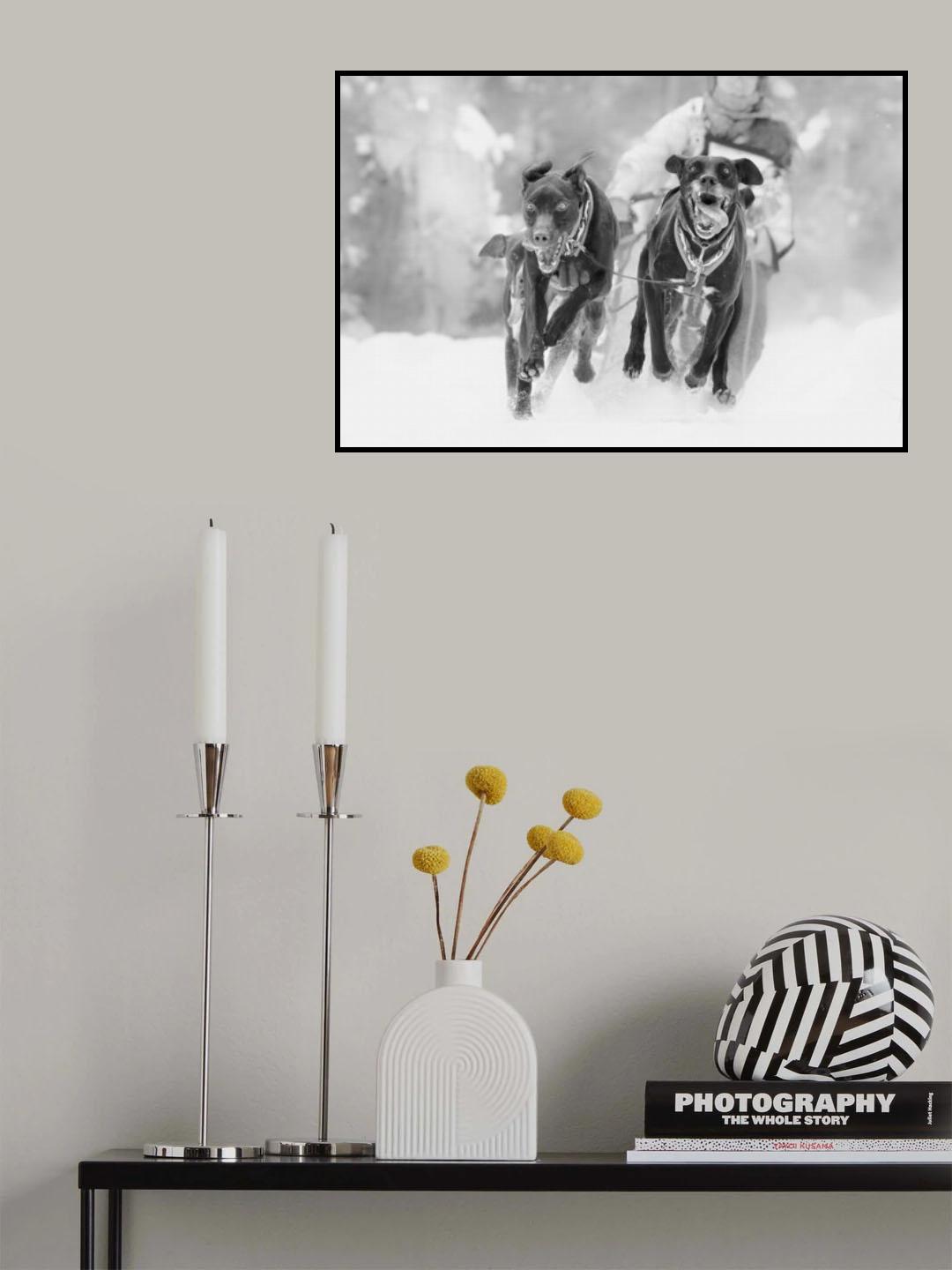Dog Sleding Poster och Canvastavla