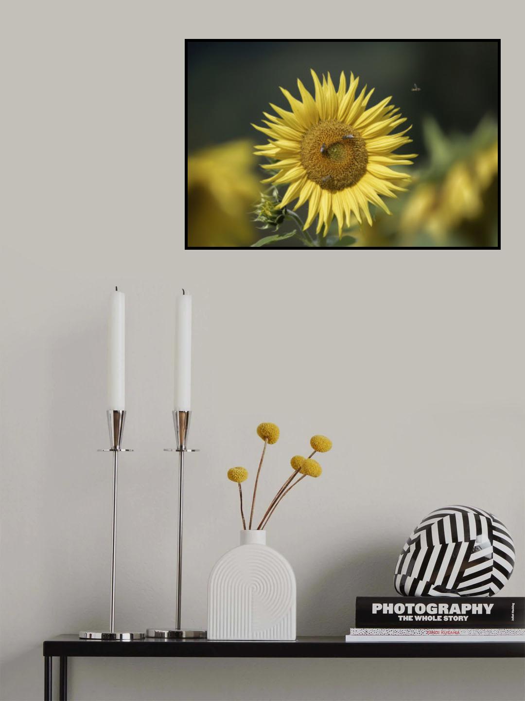 Sunflowers Poster och Canvastavla