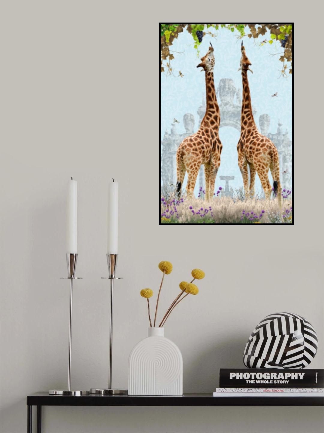 Giraffes enjoying Grapes Poster och Canvastavla