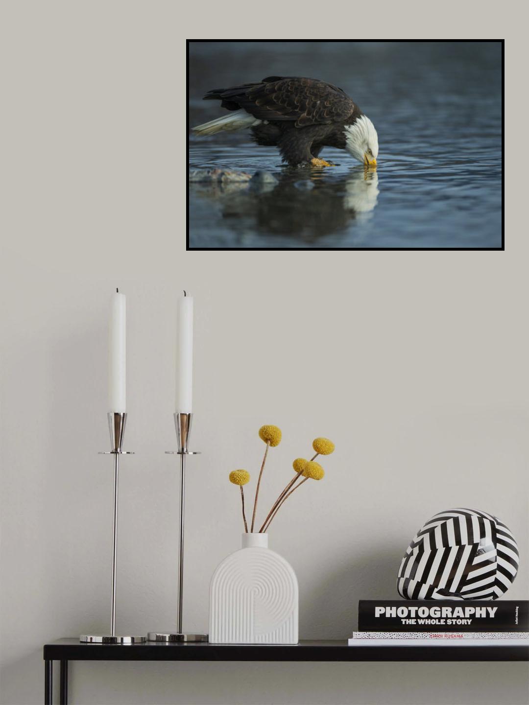 Bald eagle drink Poster och Canvastavla