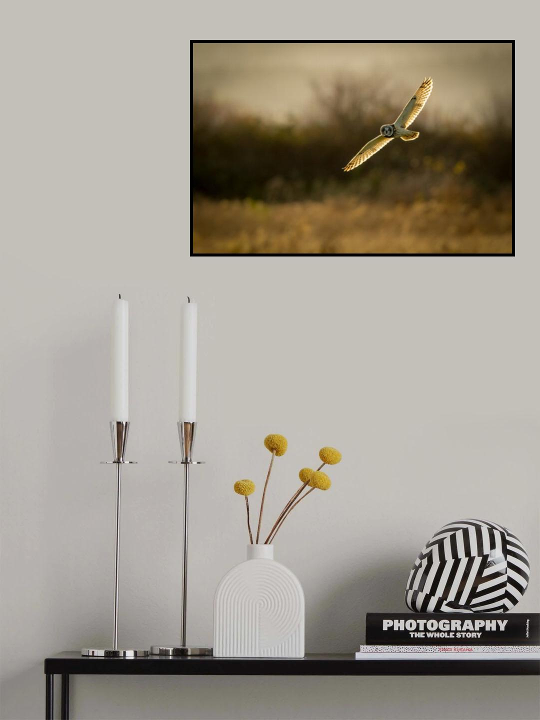 Short-eared Owl on backlit Poster och Canvastavla