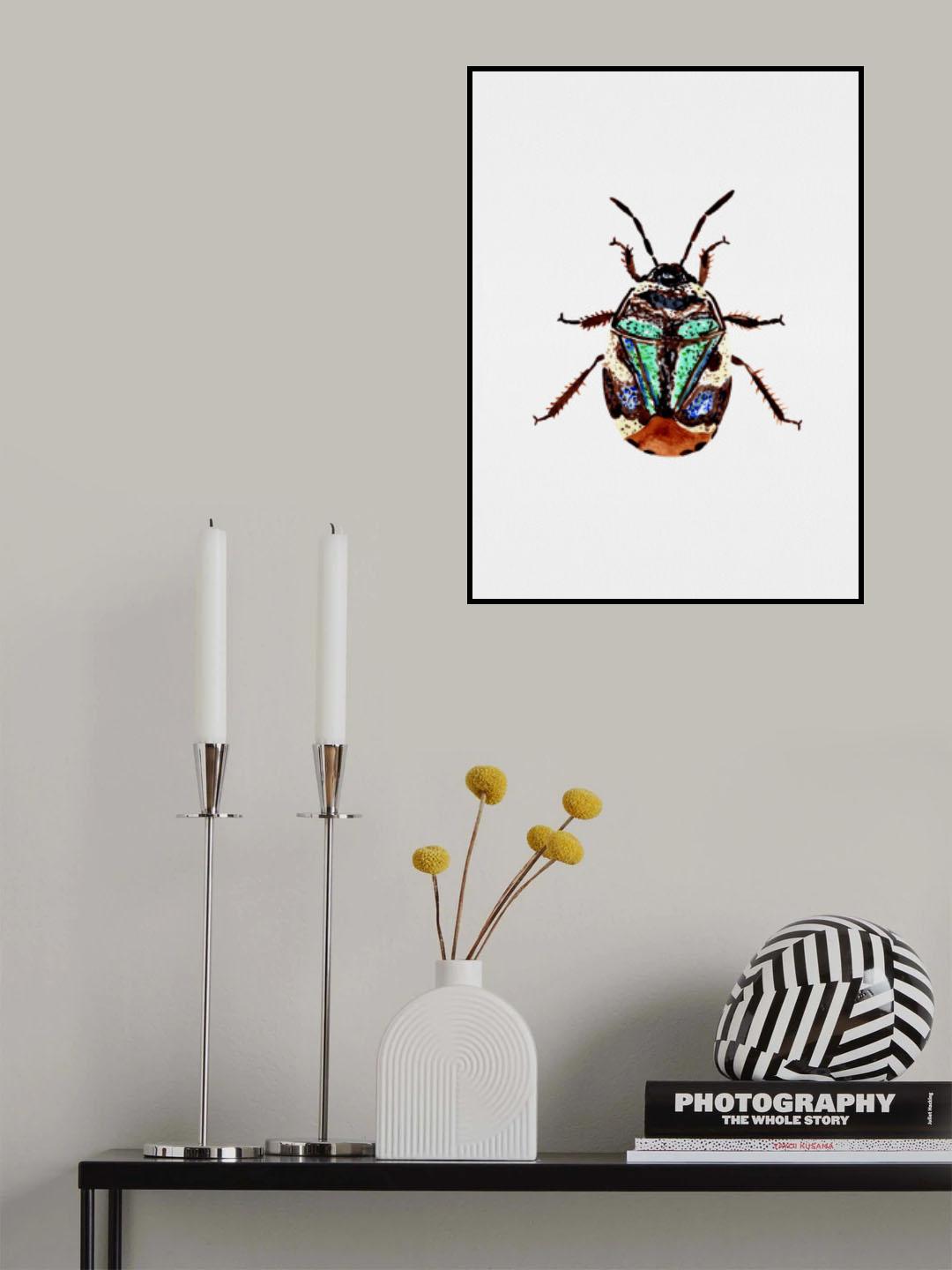 Pied shield bug or Tritomegas bicolor Poster och Canvastavla