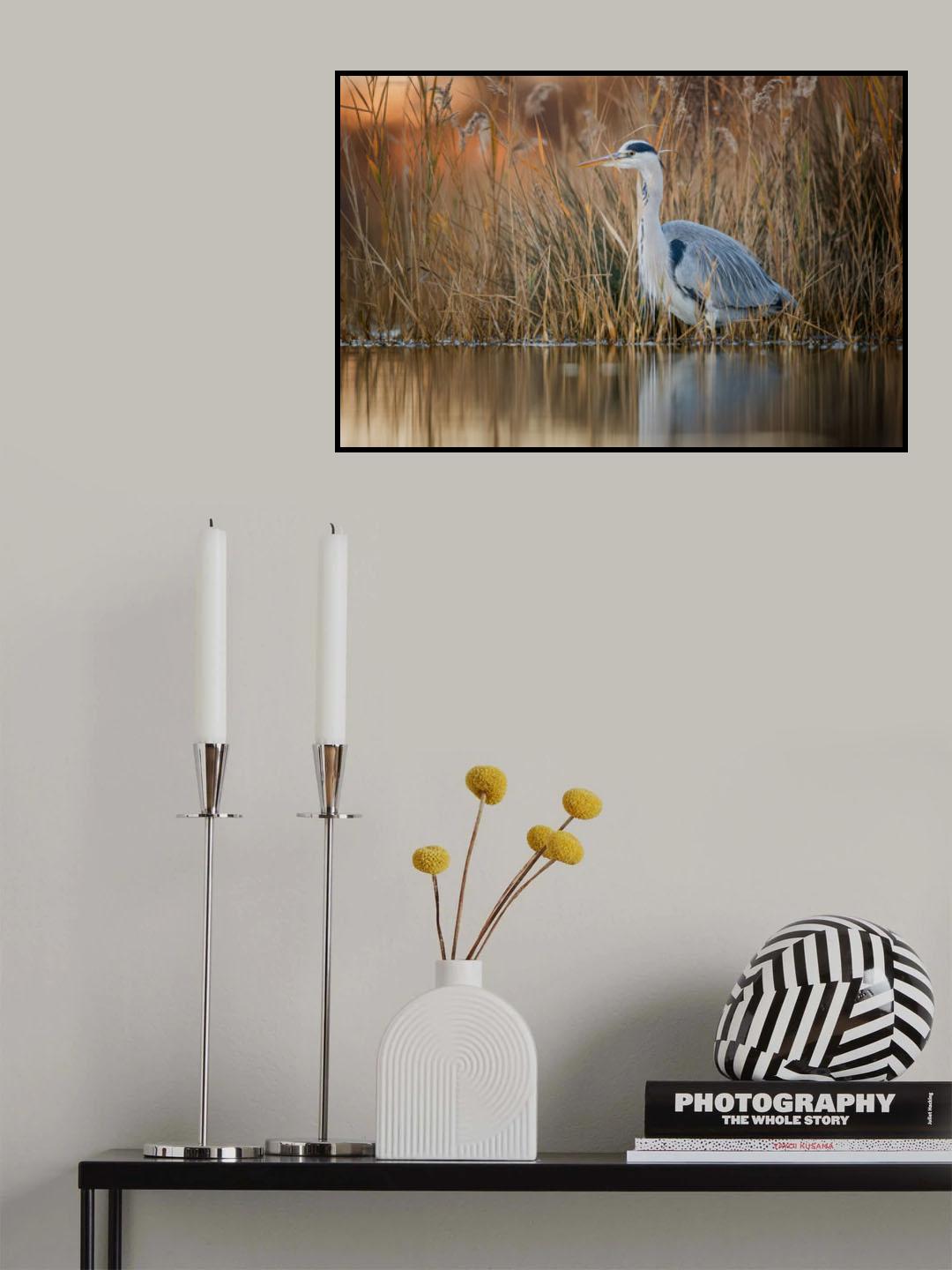 Adea cinerea at dawn Poster och Canvastavla