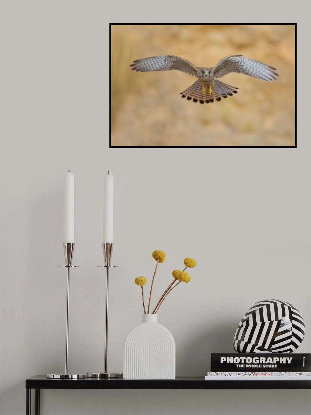 Common kestrel Poster och Canvastavla