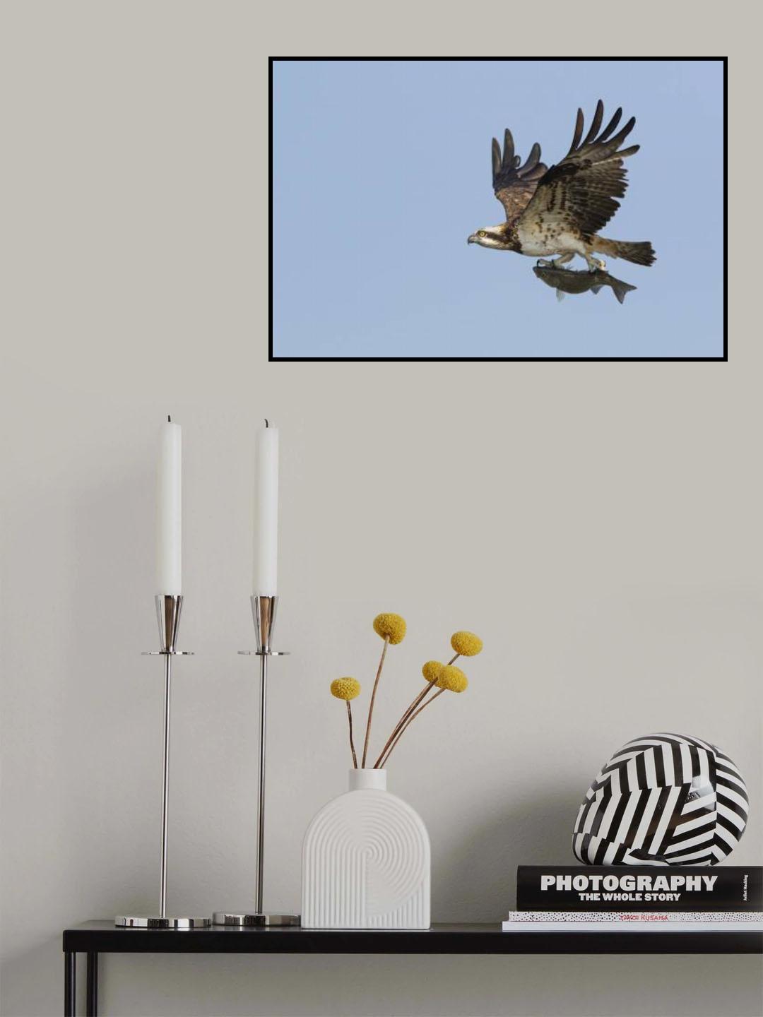Osprey Poster och Canvastavla