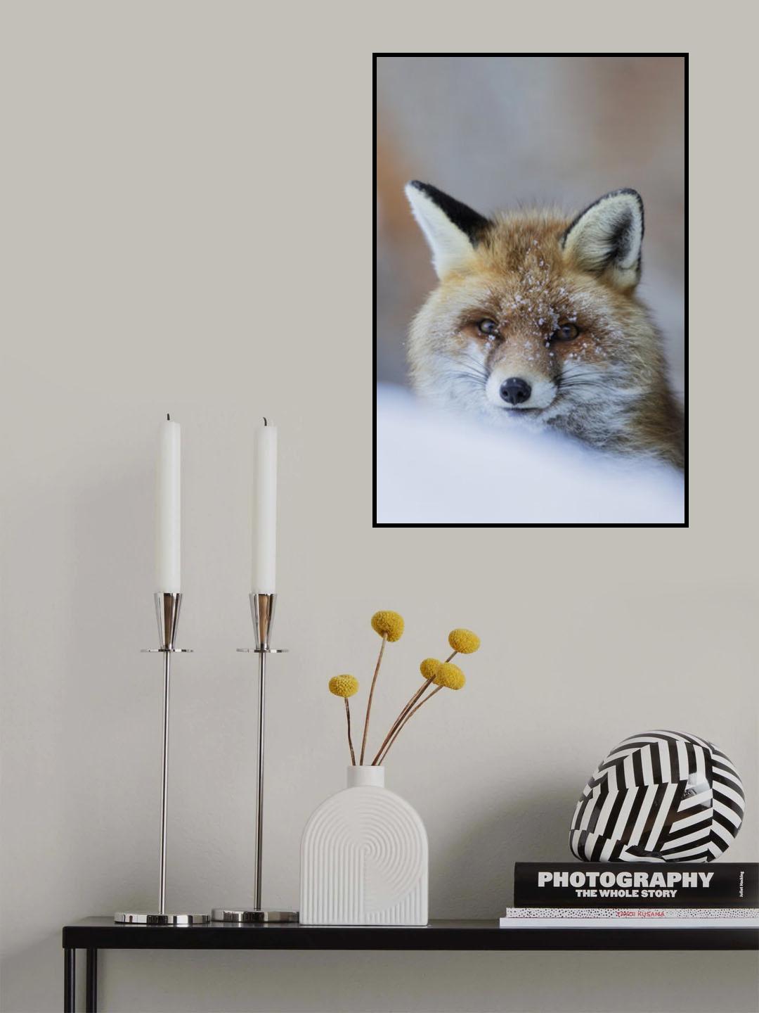 Red Fox Poster och Canvastavla