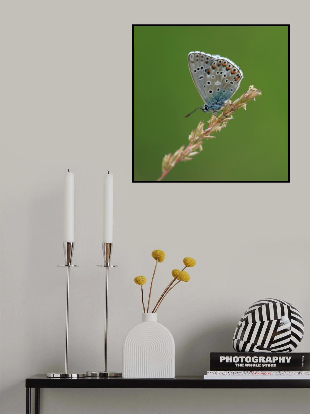 Adonis Blue Poster och Canvastavla