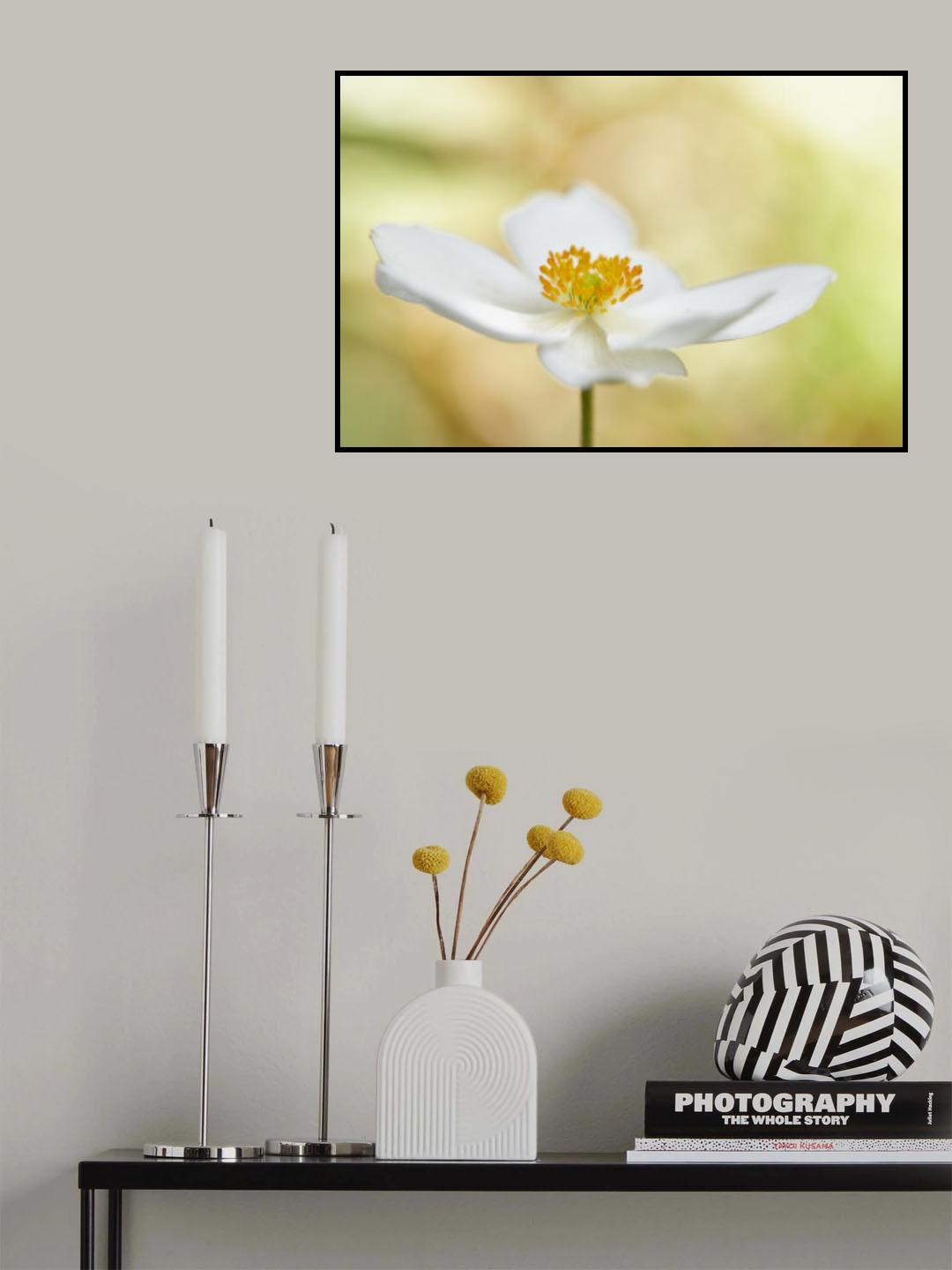 Anemone Poster och Canvastavla