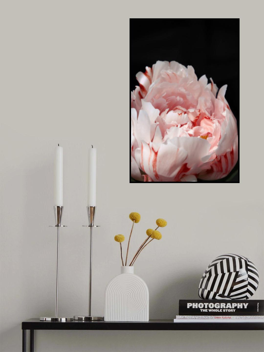 Blush peony VIII Poster och Canvastavla
