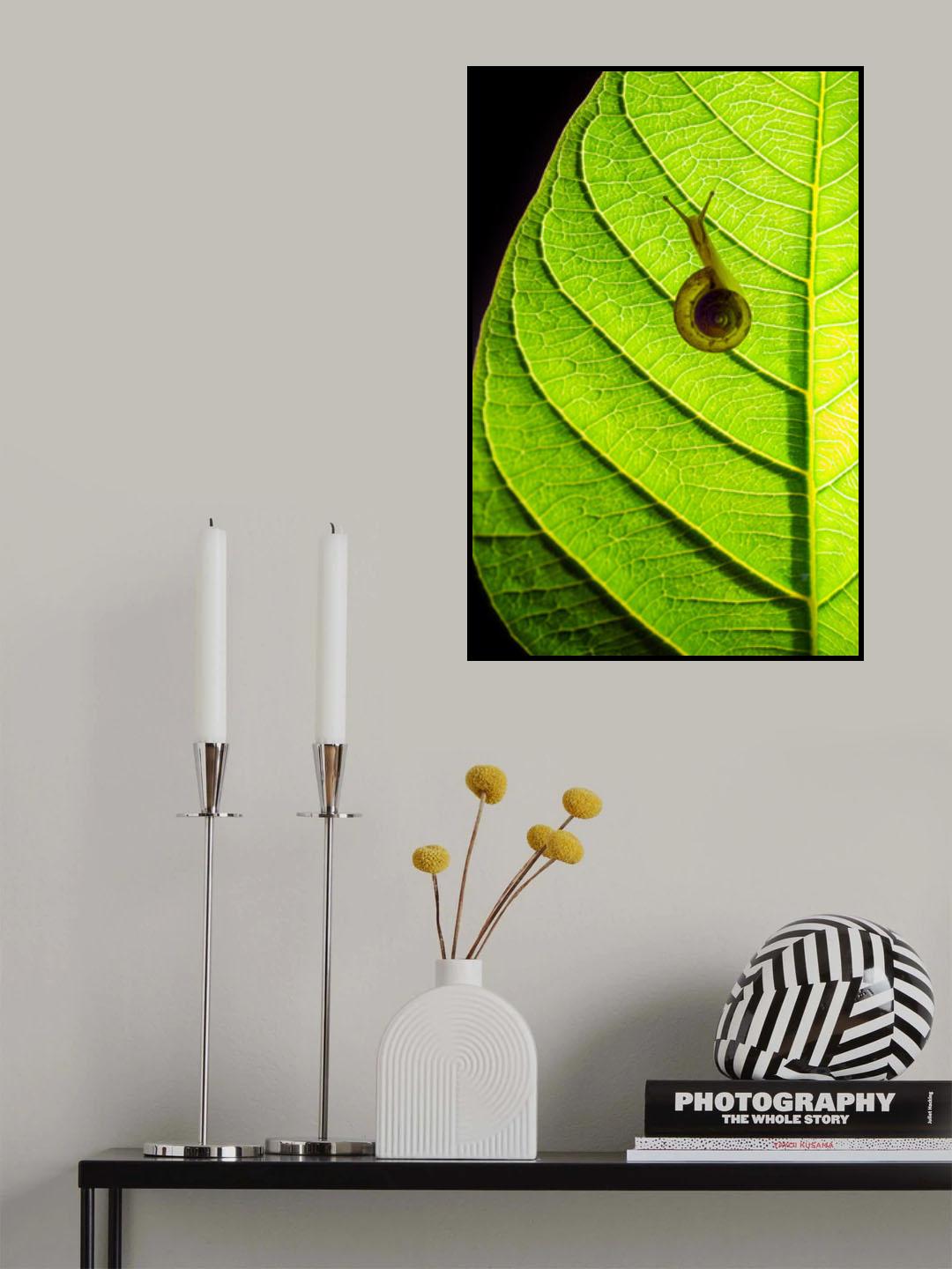 Mr. Snail Poster och Canvastavla