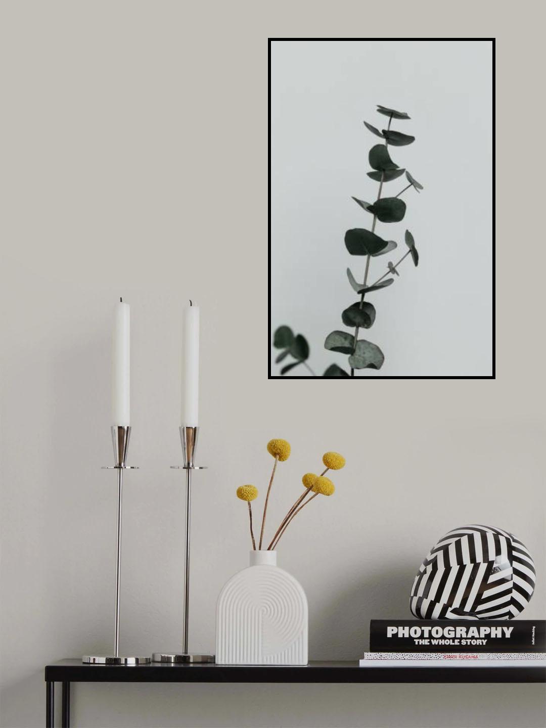 Eucalyptus Natural 10 Poster och Canvastavla