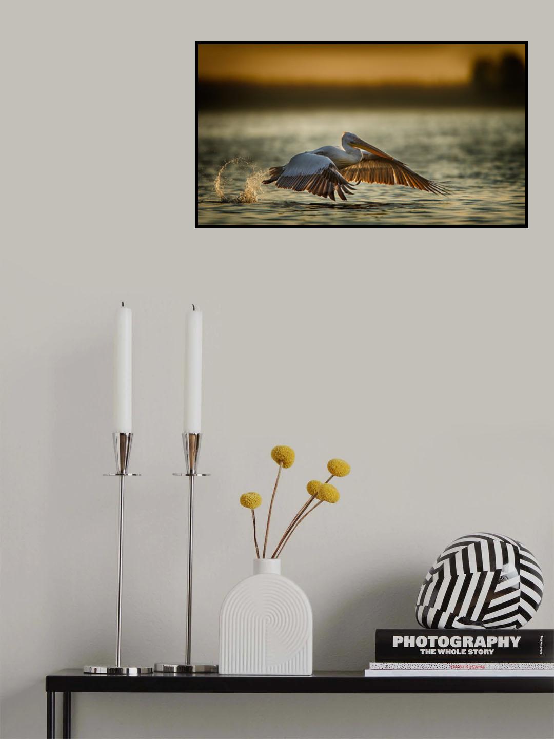 Pelican take off...2 Poster och Canvastavla
