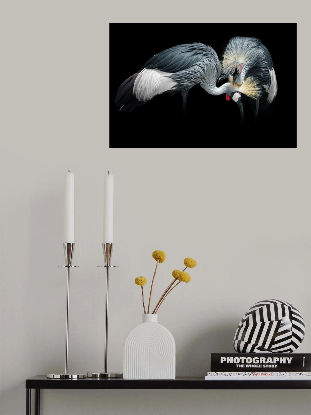 Grey Crowned Crane Poster och Canvastavla
