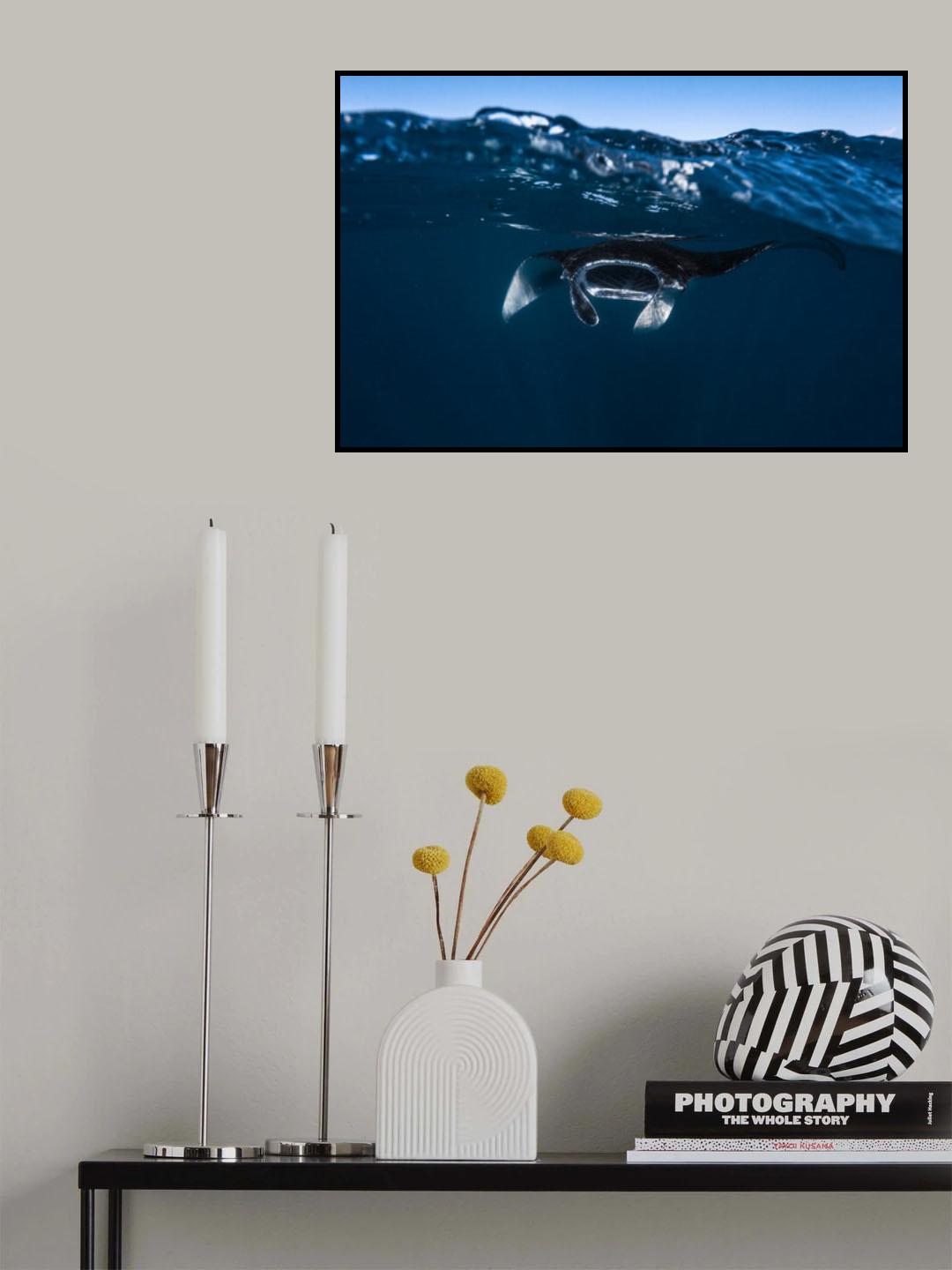 Manta ray Poster och Canvastavla