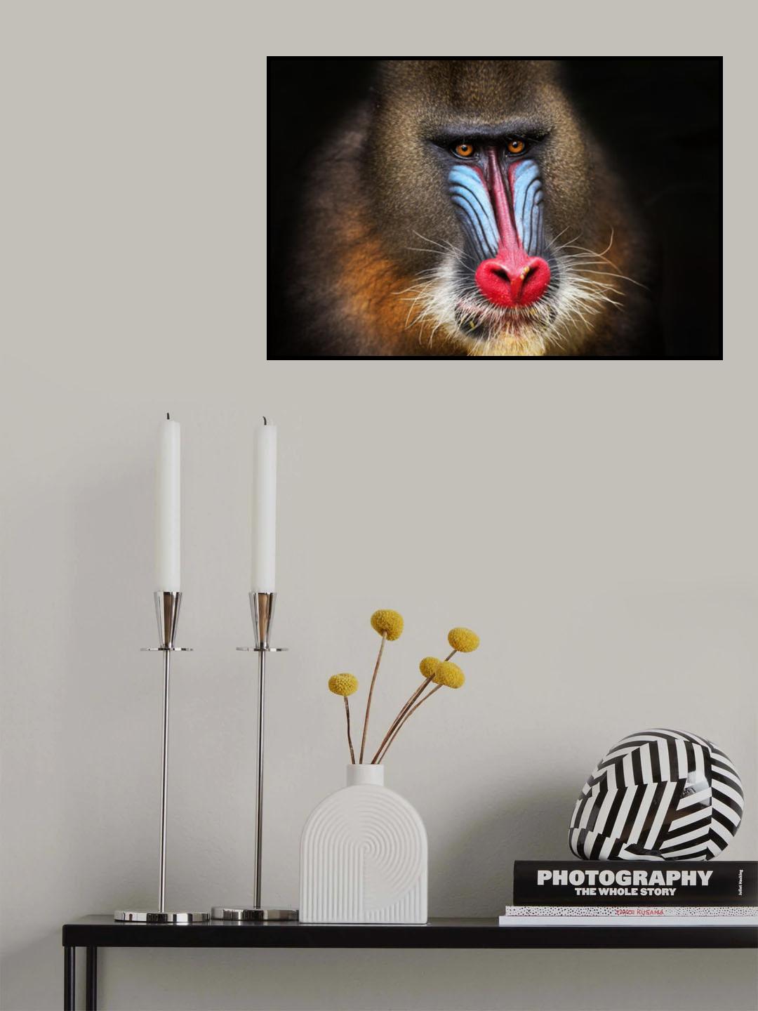 Wild Mandrill in Black Poster och Canvastavla