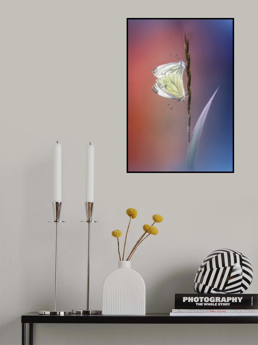 Pieris napi Poster och Canvastavla