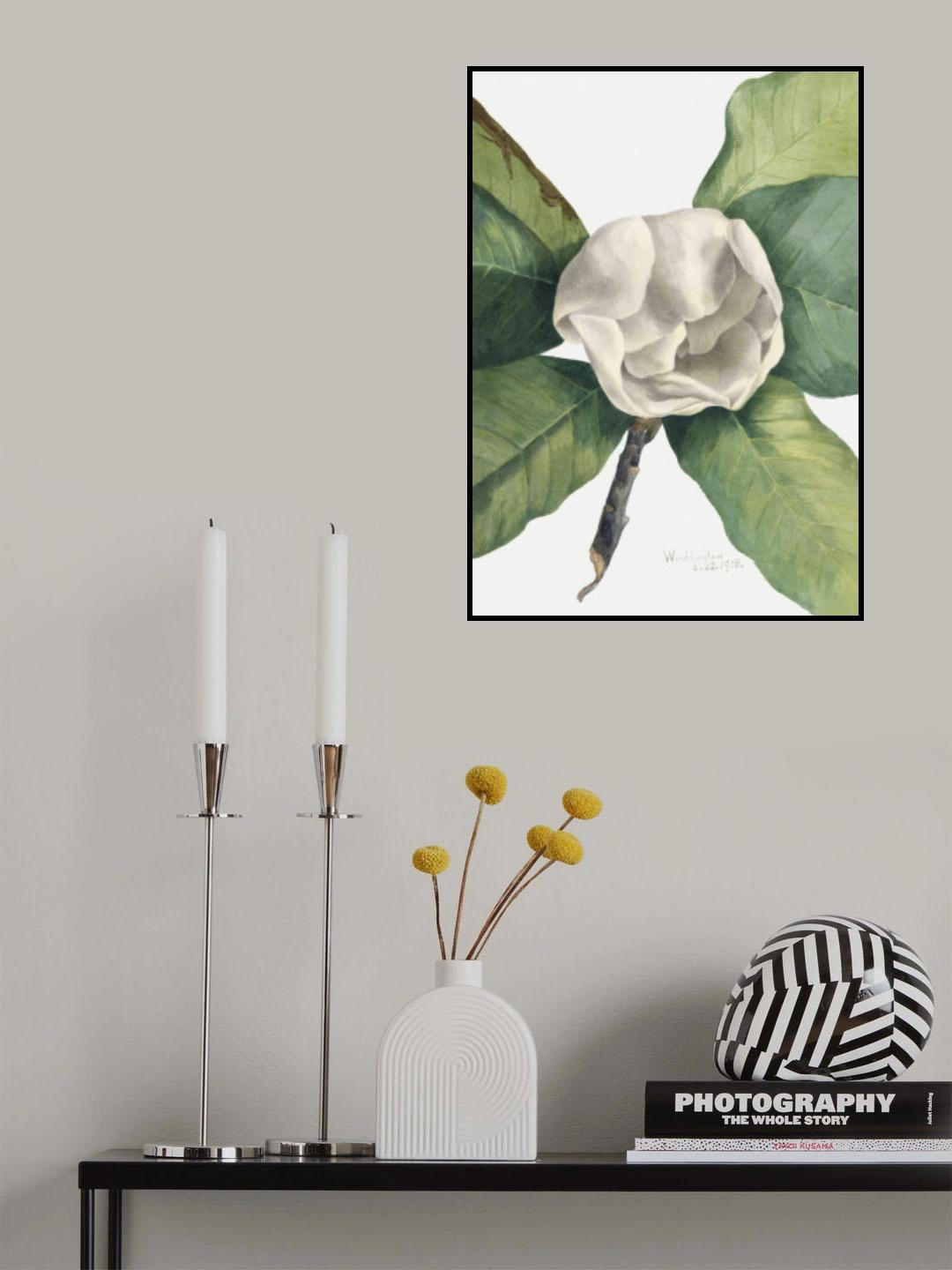 Southern Magnolia (1918) Poster och Canvastavla