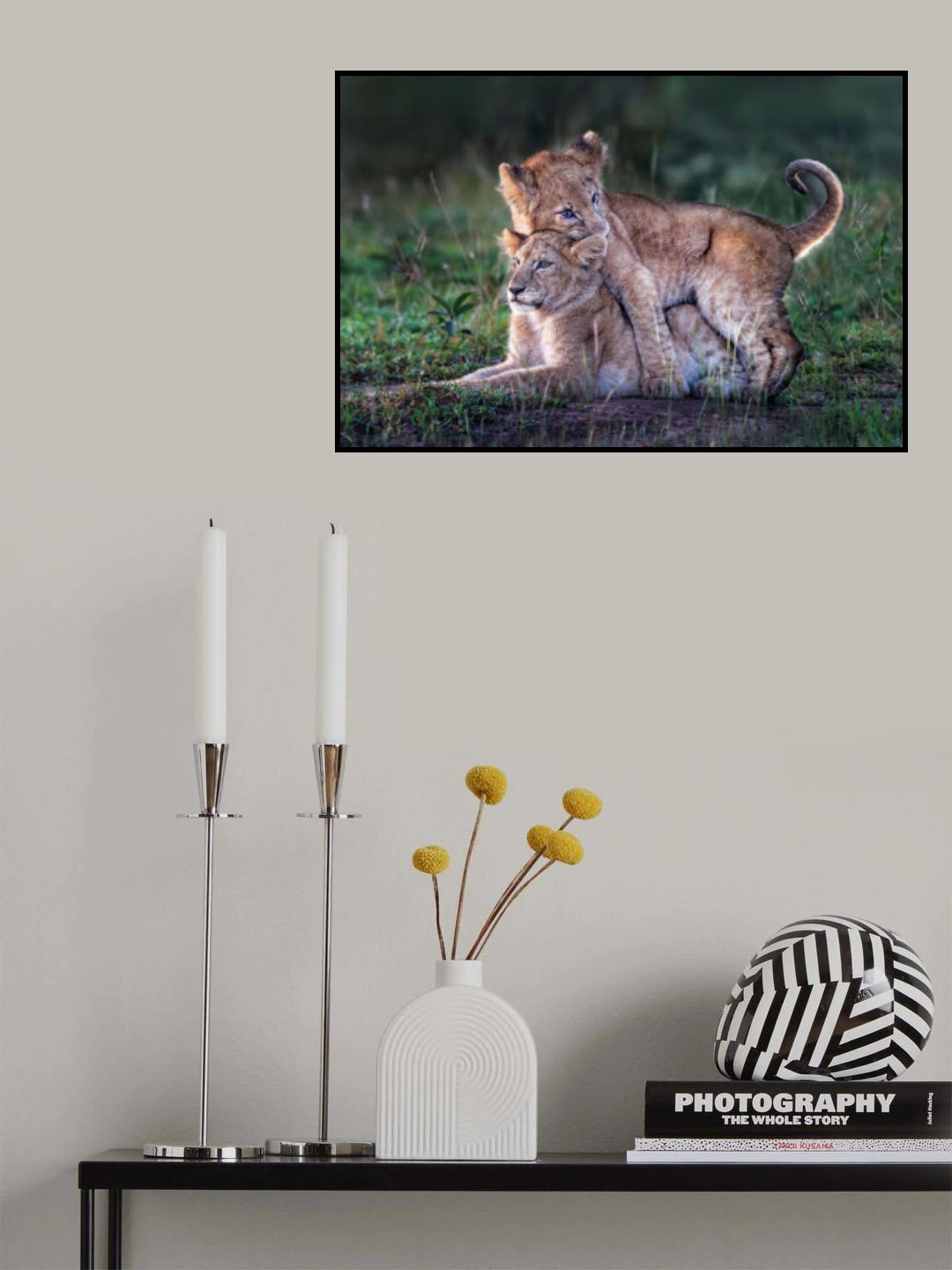 Playful lion cubs Poster och Canvastavla