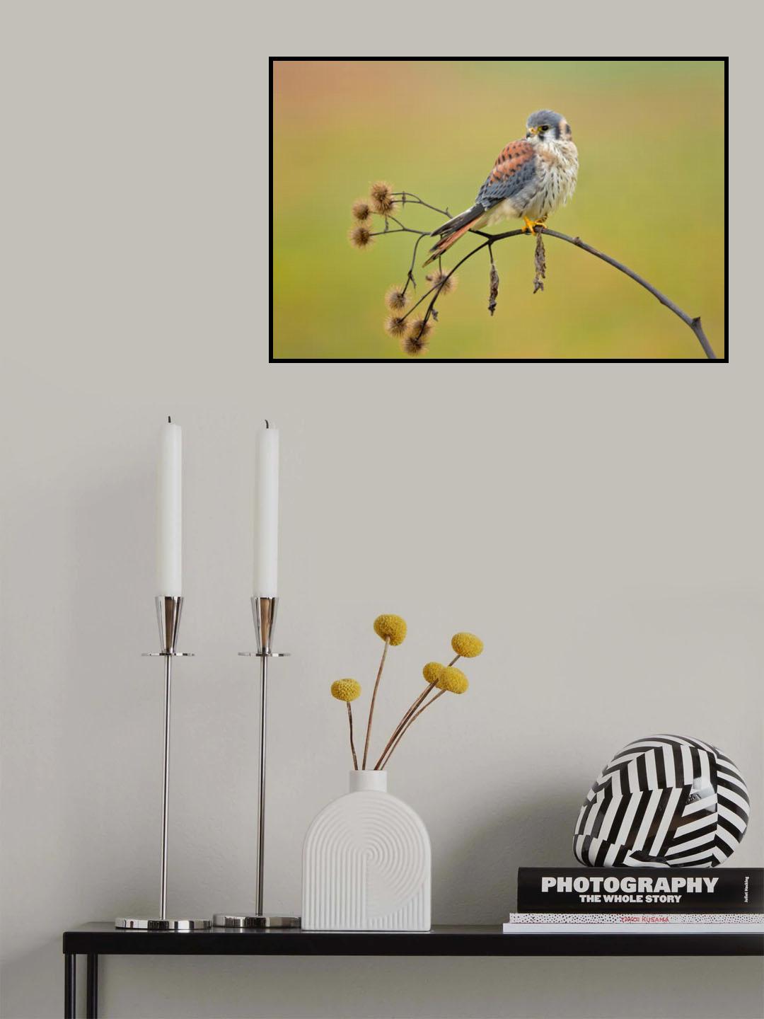 American Kestrel Poster och Canvastavla