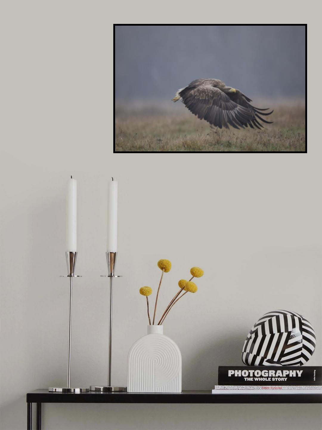 White-tailed eaglenn Poster och Canvastavla