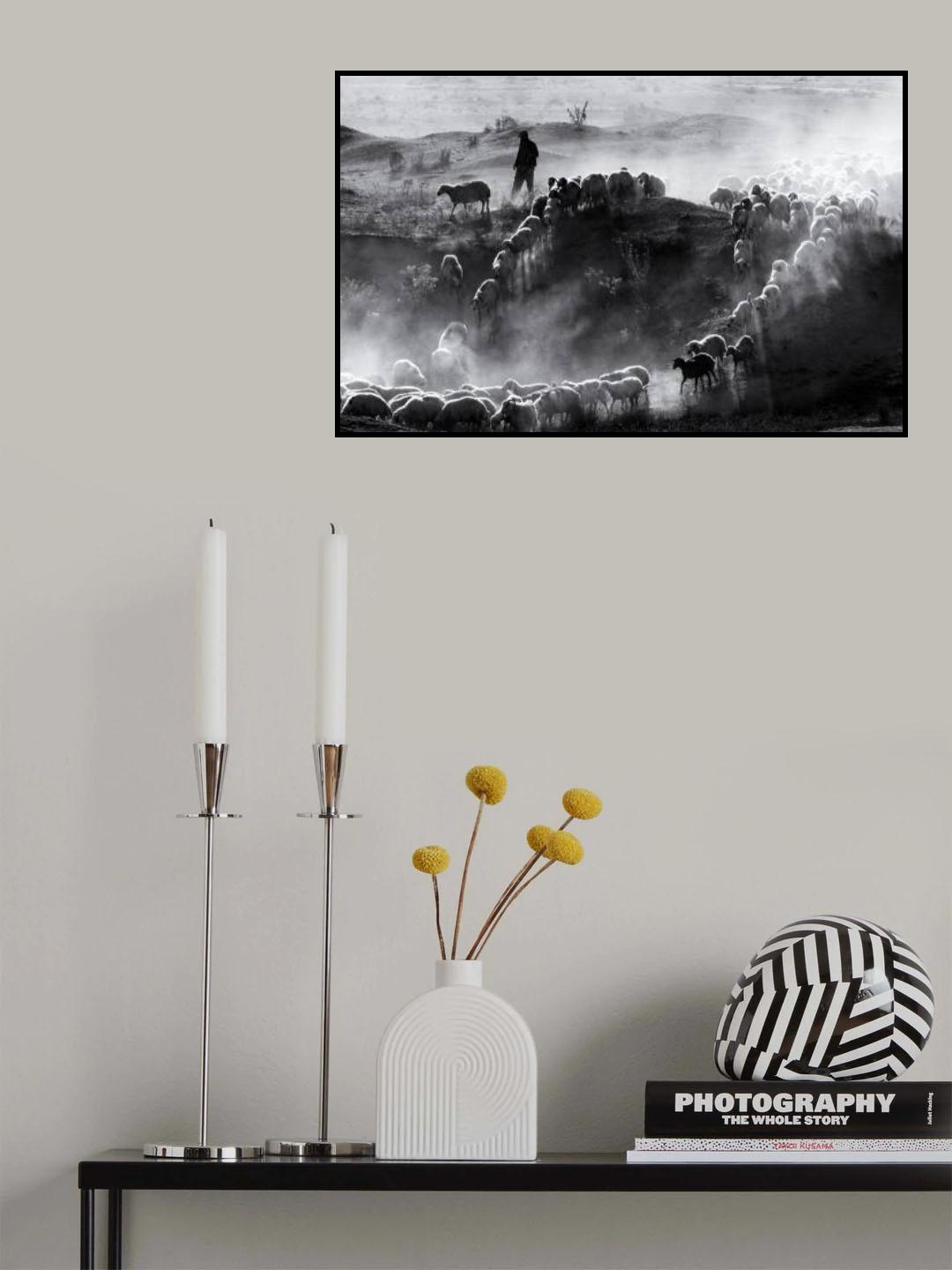 sheep herd Poster och Canvastavla