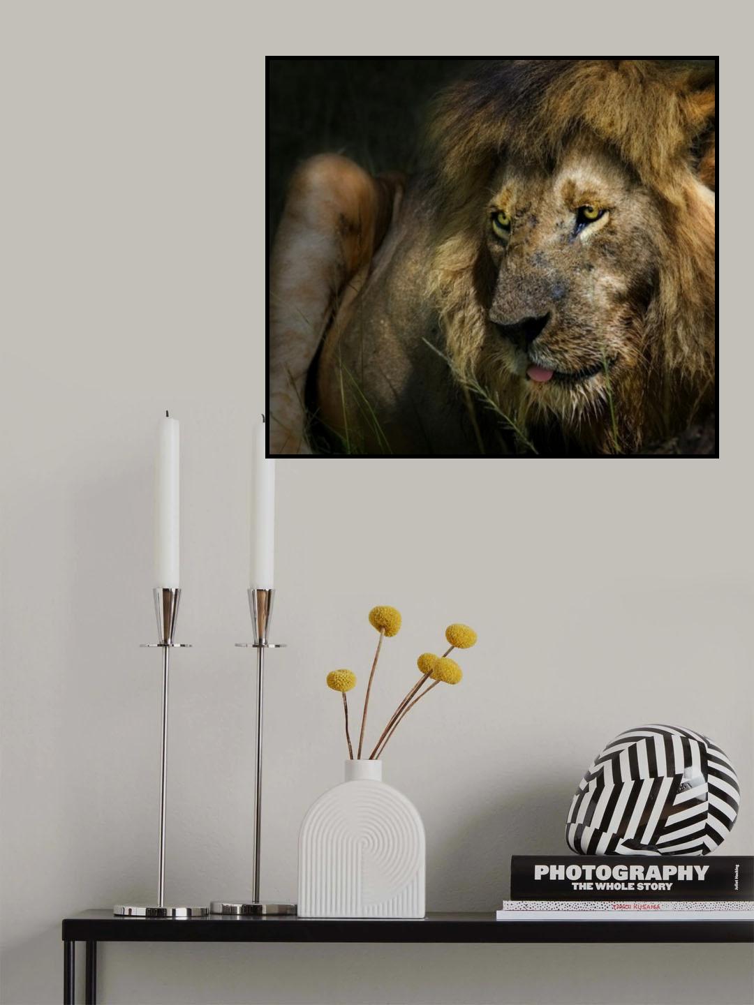 the lion Poster och Canvastavla
