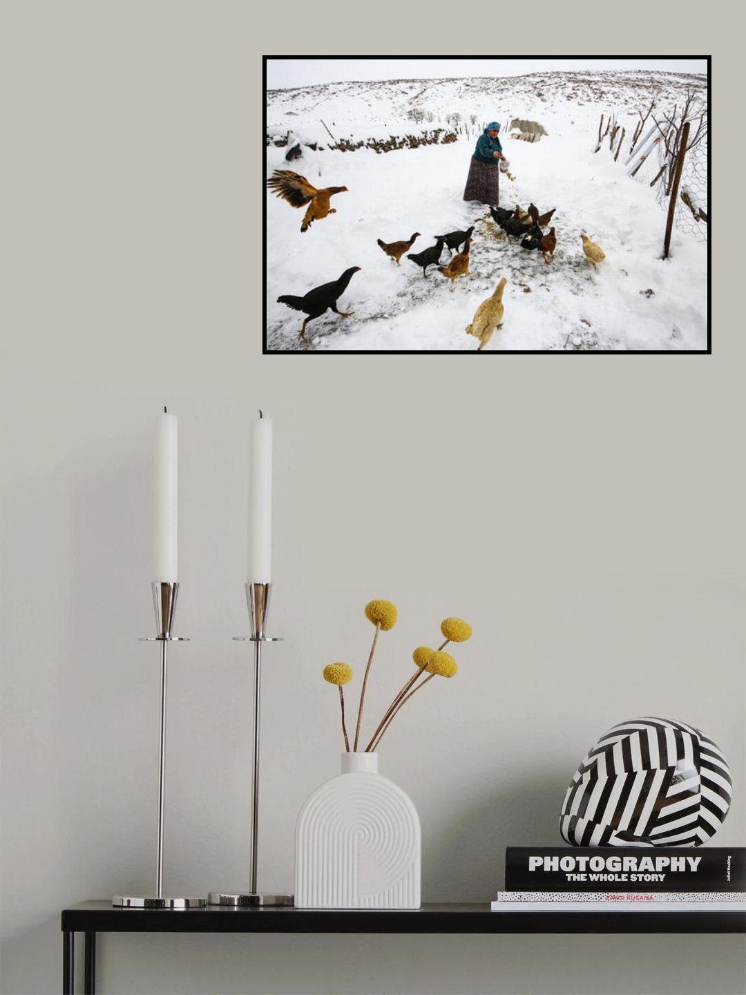 mealtime for chickens Poster och Canvastavla