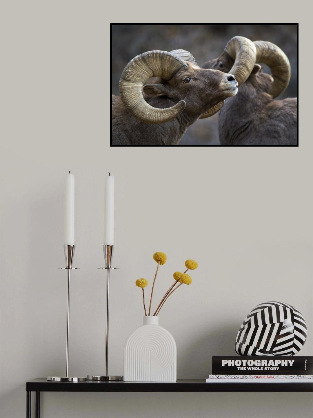 Bighorn sheep, Ovis canadensis Poster och Canvastavla