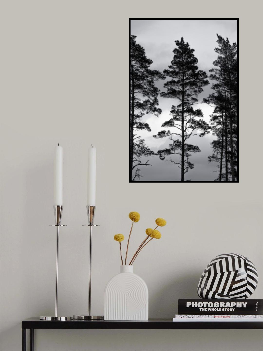 Swedish Trees Poster och Canvastavla