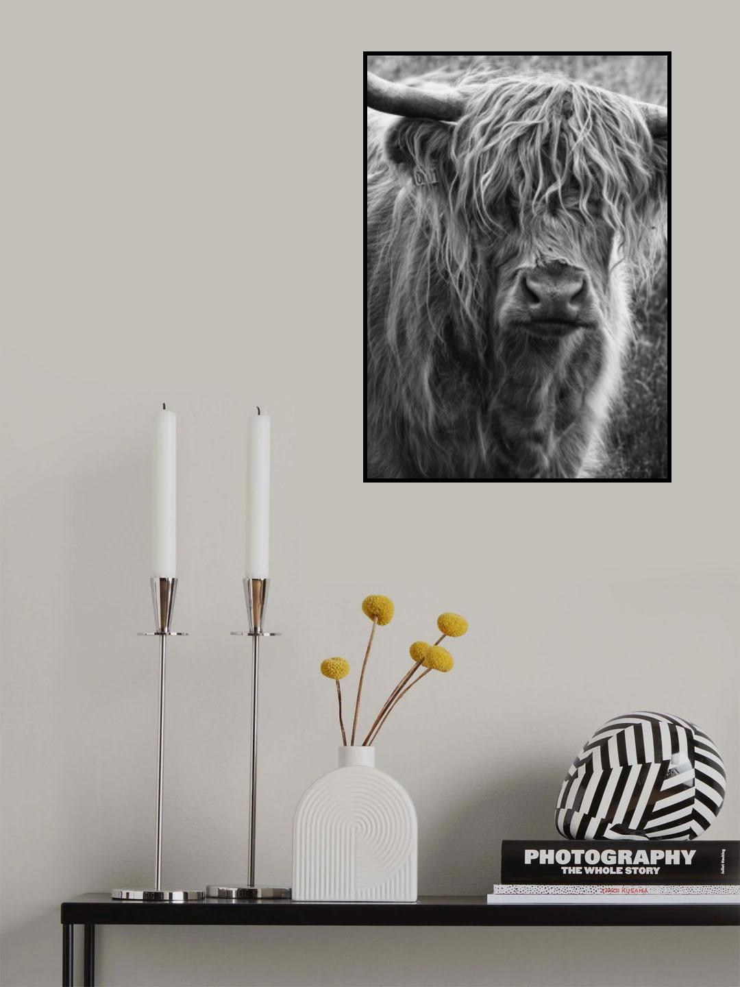 Highland cattle Poster och Canvastavla