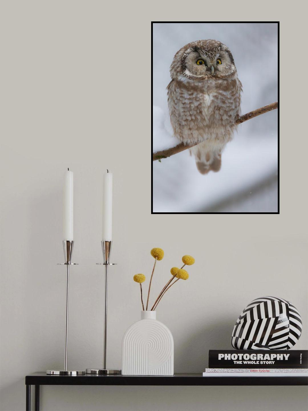 little owl Poster och Canvastavla